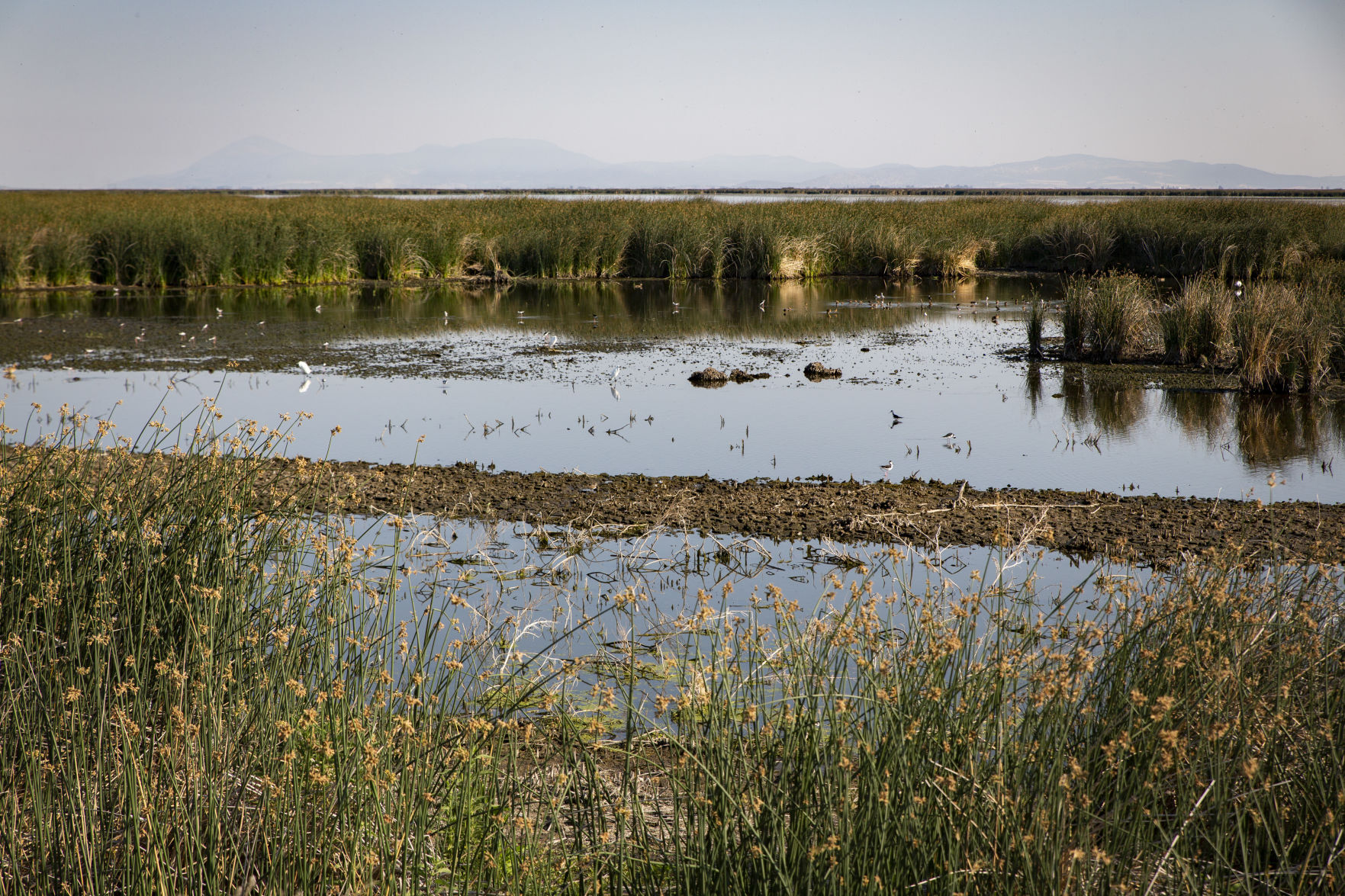 Tulelake Refuge - 7/16